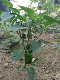 Capsicum Plant, Bell Pepper, Red Pepper
